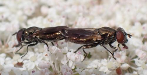 Orthonevra nobilis